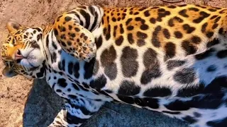 TANK’S BIG JAGUAR BELLY