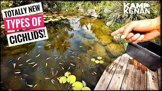 New Fish for my Giant Backyard Pond!