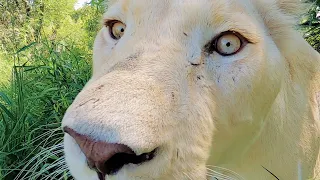 Thors Pride - Enrichment Walk | The Lion Whisperer