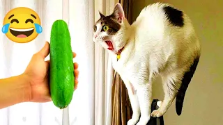 New Funny Animals 2024😝 #Funniest Cutest Cats and Dogs😝 Part 86