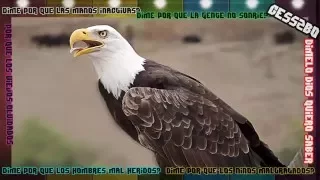 las aves mas bellas del mundo