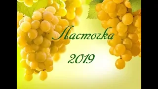 ЛАСТОЧКА 2019.