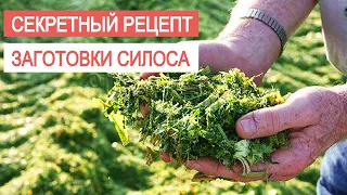 Посев, выращивание и консервация люцерны. ЗАГОТОВКА СИЛОСА и СЕНАЖА с SilosProf от Protect&Feed.