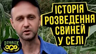 Про розведення свиней у селі