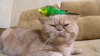 Наглый попугайчик и добрейший кот