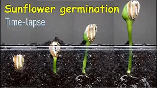 Sunflower germination time-lapse