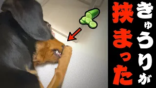 歯に挟まったキュウリを必死に取ろうとする犬がかわいい