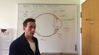 Basic Eye Anatomy and Physiology