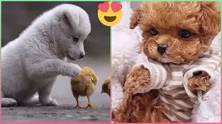 😍 Mini Pomeranian - Funny and Cute Pomeranian Videos #49 - Cute Puppies  Tik Tok chó phốc sóc