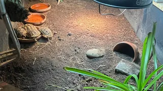 Keeping multiple hermanns tortoises