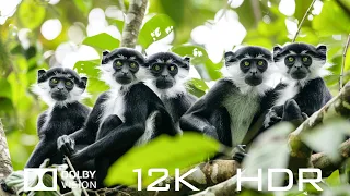 12K HDR 60fps Dolby Vision  - Most Amazing Animals And Relaxing Piano Music