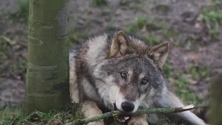 Старушка нашла щенка и вырастила его, спустя год вырос настоящий волк...