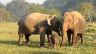 Baby Elephant Bath Time Part3 - ElephantNews