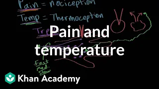 Pain and temperature | Integumentary system physiology | NCLEX-RN | Khan Academy