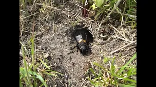 Insekten. Langfühlerschrecken. Feldgrille (Gryllus campestris). field cricket. Video von KLAUS TAUX