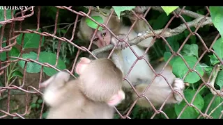 Baby monkeys playing with fence