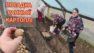 Посадка ранньої картоплі на Львівщині