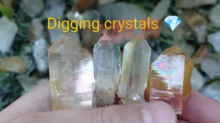 Digging crystals in the forest | 7th august 2023🌲