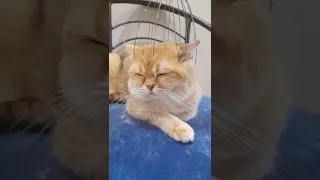 Как наши кошки реагируют на массажёр для головы 😜