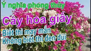 Ý nghĩa phong thủy của cây Hoa giấy | Biết rõ thì tài lộc đầy nhà