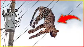 Top 10 Insane Moments Animals Get Electrocuted