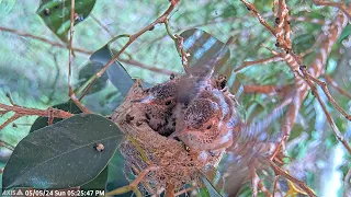 Wing Exercises - 17 and 18 Day Old Hummingbird Chicks. #hummingbirdchicks #hummingbird #birdlover