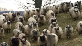 -4000 ovaca Radojice Kusica zimuje u torovima na Vučijaku -