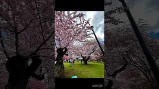 🌸Branch Brook Park 赏樱花🌸