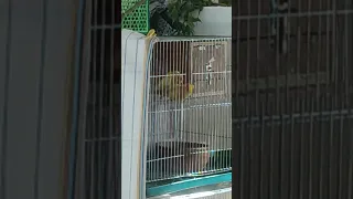 Lovebird Mating peach face