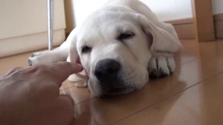 LABRADORS ARE AWESOME ★ Funny Labradors COMPILATION  I'm sleepy for 2 months! Do not bother!