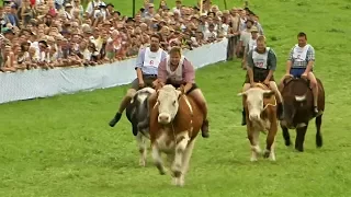 Скачки на быках в Баварии привлекли тысячи зрителей (новости)