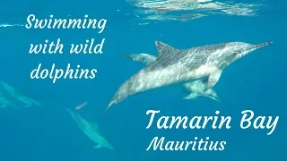 Top things to do at Mauritius: Swimming with wild dolphins in Tamarin Bay