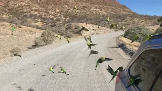 Curious Budgies Swarm Car in Outback Australia