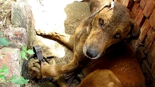 Dog’s paw destroyed by hunter’s trap but his courage prevails.