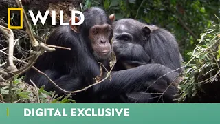 Baby Chimps Playtime | Africa's Hidden Wonders | National Geographic Wild UK
