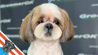 Elegant Shih Tzu Makeover | Serene Grooming Process, Beautiful Results!