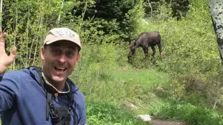 moose encounter. grand teton