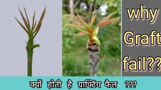 why grafting Failed ? ग्राफ्टिंग क्यों फैल हो जाती है? #mango #grafting