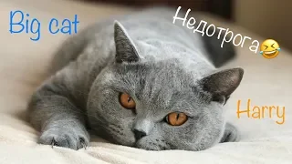 Миф или Правда? Недотрога Гарри Британский кот/ British cat / 大英国猫