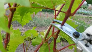 La taille en vert de la vigne et les " bourgeons anticipés"2020