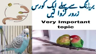 How to Deworming Birds and parrots Tips|| Deworming of Birds,Reasons and solutions|| Compelete info