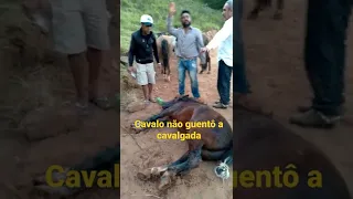 Cavalo morreu na Cavalgada