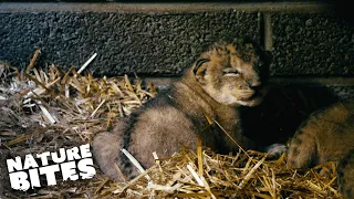 ADORABLE Lion Cubs Meet Their Dad for the First Time! | Fota: Into the Wild