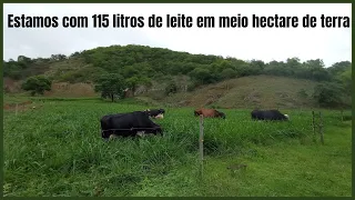 115 litros de leite trabalhando em meio hectare!