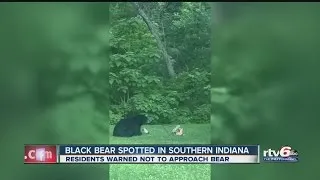 Black bear spotted in southern Indiana