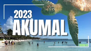 ✅ AKUMAL 🐢'Lugar de tortugas'. ¿Cómo llegar? 💙 Playa Akumal, Quintana Roo. 2023