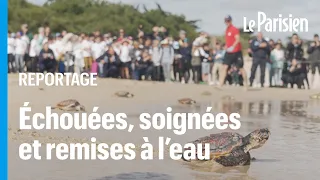 65 tortues soignées à la Rochelle ont retrouvé l'océan à l'Île de Ré