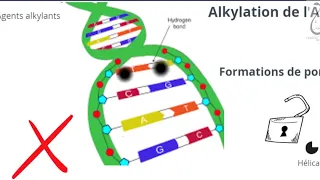 C'est quoi les Alkylants dans la chimiothérapie?