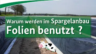 Warum werden im Spargelanbau Folien benutzt?