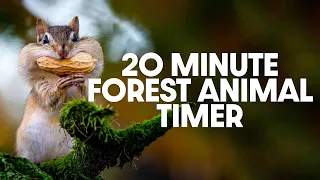 20 Minute Timer - Twenty Minute Forest Animal Timer - Peaceful Bird Alarm Sound